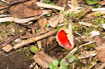 Image showing Mushroom