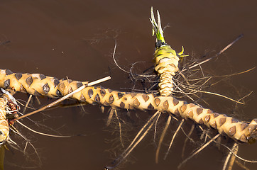 Image showing Roots of lupine