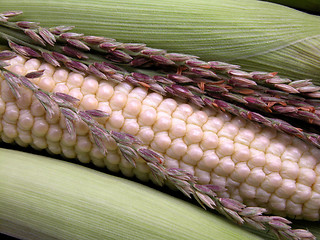 Image showing corn