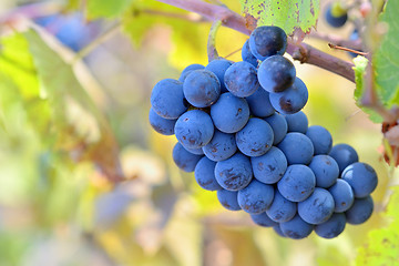 Image showing Ripe grapes 