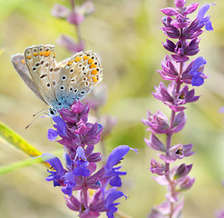 Image showing butterfly on pink flower design