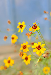 Image showing Wild yellow flowers and blue sky 