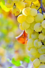 Image showing ripe white grapes