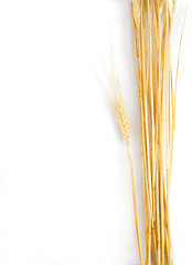 Image showing Wheat isolated on white