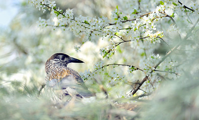 Image showing thrush on branch  (Turdus Obscurus)