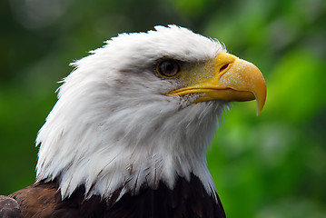 Image showing Bald eagle