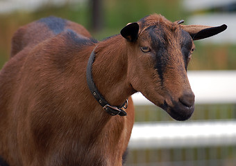 Image showing Goat