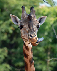 Image showing Giraffe (Giraffa camelopardalis)