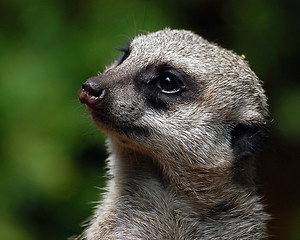 Image showing Meerkat (Suricata suricatta)