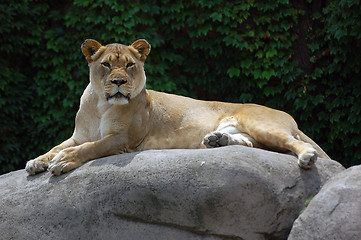 Image showing Lion