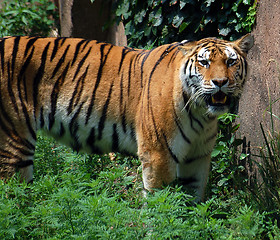 Image showing Tiger