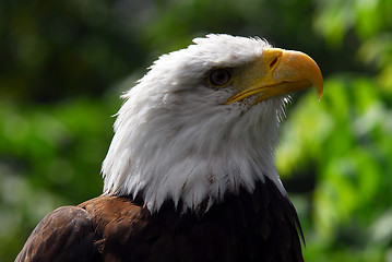 Image showing Bald eagle