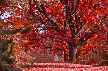 Image showing Autumn landscape