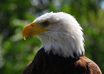 Image showing Bald eagle