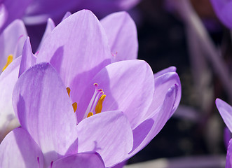 Image showing Autumn crocus or meadow saffron or naked lady