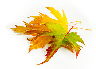 Image showing Yellow, green and red autumn leaves