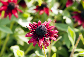 Image showing Autumn flower