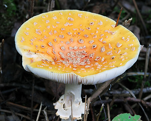 Image showing Wild mushroom