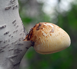 Image showing Mushroom on tree