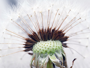 Image showing Dandelion