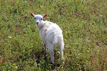 Image showing little kid on the pasture