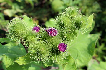 Image showing flowers of prickles of a burdock