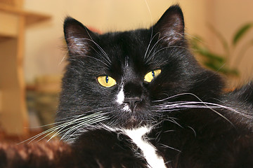 Image showing muzzle of black cat