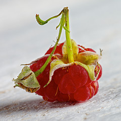 Image showing Single Raspberry