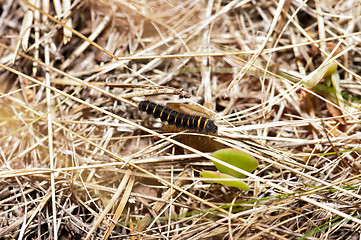 Image showing Caterpillar