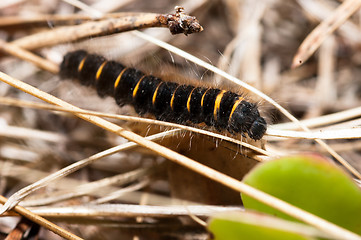 Image showing Maggot