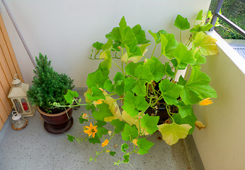 Image showing Pumpkins