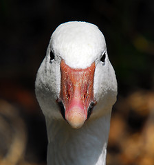 Image showing Goose