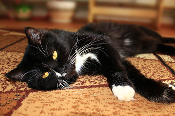 Image showing black cat lolling about on the carpet