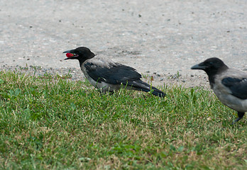 Image showing Crow