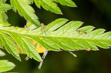 Image showing Beetle