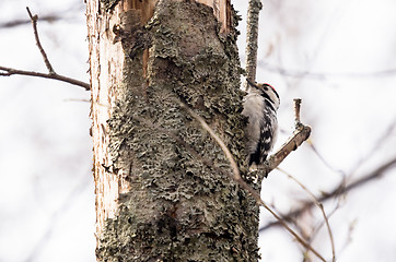 Image showing Woodpecker