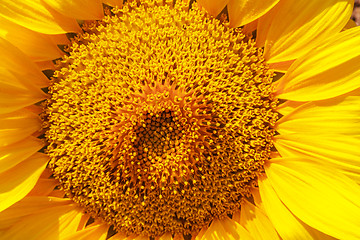 Image showing Flower of sunflower