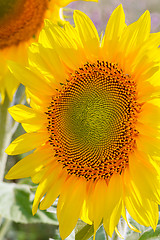 Image showing sunflower