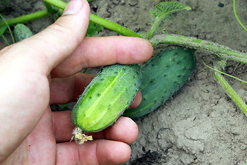 Image showing human hand with fruits of the cucumber
