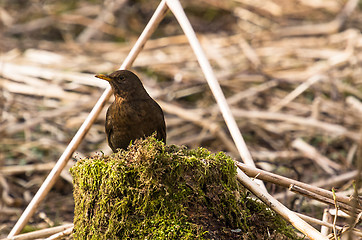 Image showing Blackbird