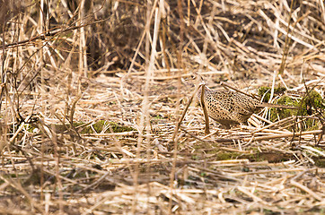 Image showing Pheasant