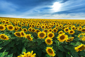 Image showing field of sunflowers