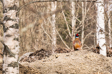 Image showing Pheasant