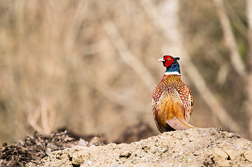 Image showing Pheasant