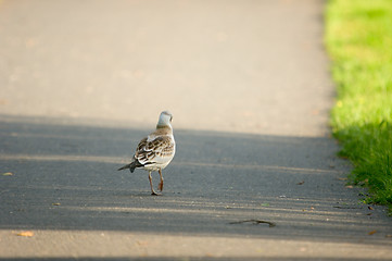 Image showing Gull