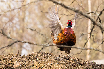 Image showing Pheasant