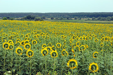 Image showing field of sunflowers near the forest