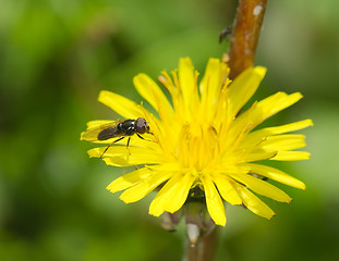 Image showing fly