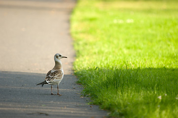 Image showing Gull