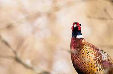 Image showing Pheasant